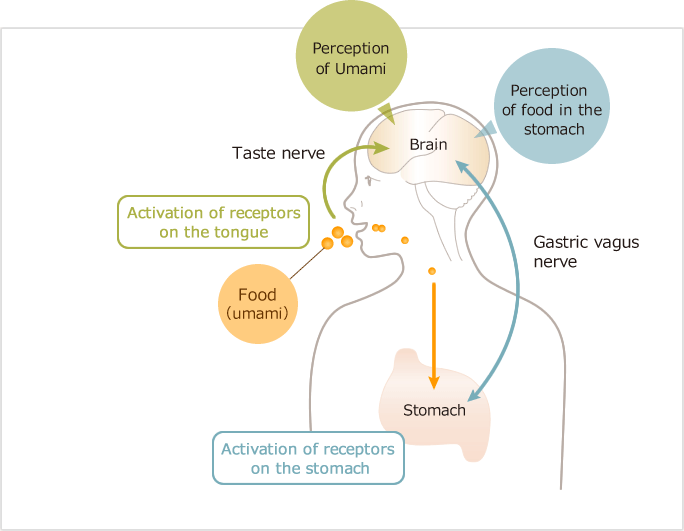 Intake of Umami-Rich Food