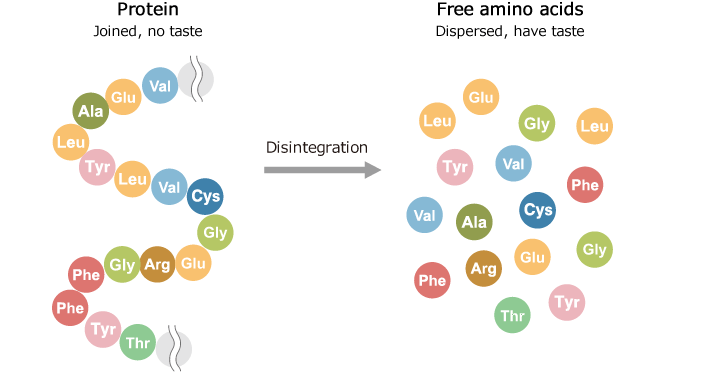 Connection between protein and free amino acids