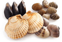 Shellfish