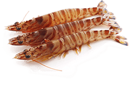 Shrimp/Prawn