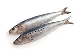 Sardinha