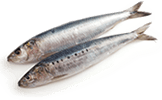 Sardine