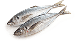 Aji (chinchard)