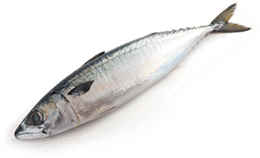 Mackerel