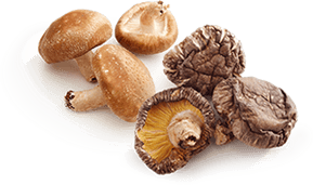 Shiitake Pilze