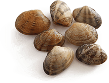 Clam