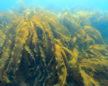 Kombu (Kelp)  Umami Information Center