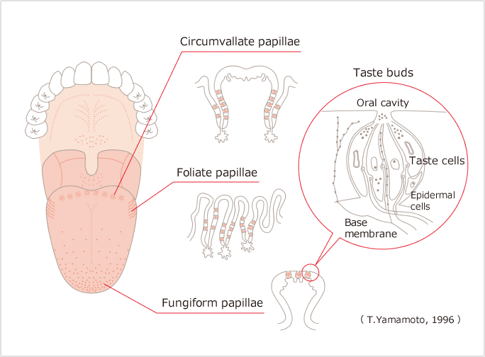 Nhận thức về vị giác