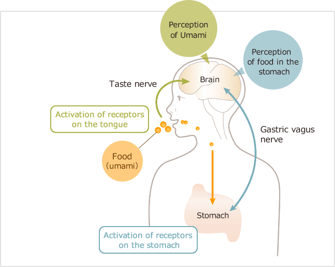 What is Umami?, Everything about umami, Umami