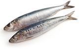 sardinas