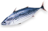 ito魚