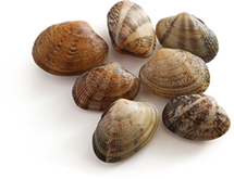 Vongole