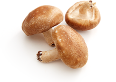 Cogumelo shiitake