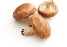 Champignon shiitake