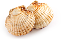 Coquille